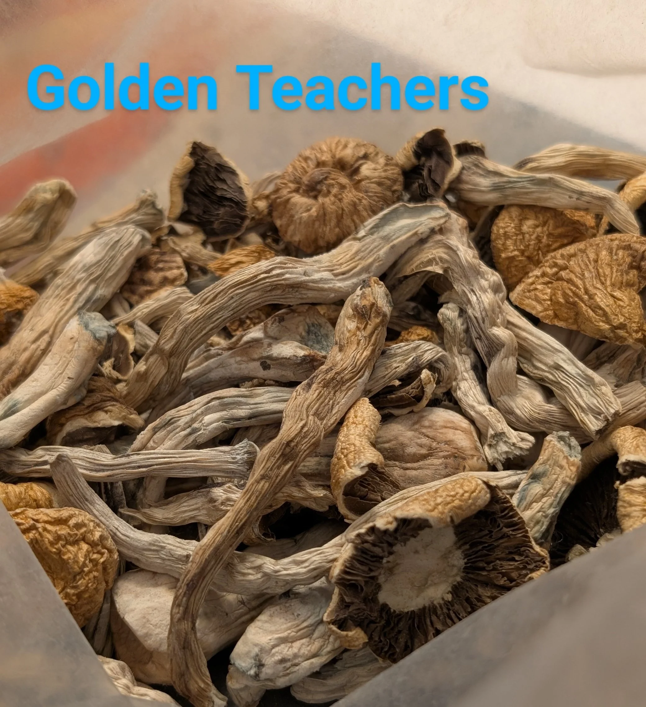 SHROOMS-GOLDENTEACHERS2.webp