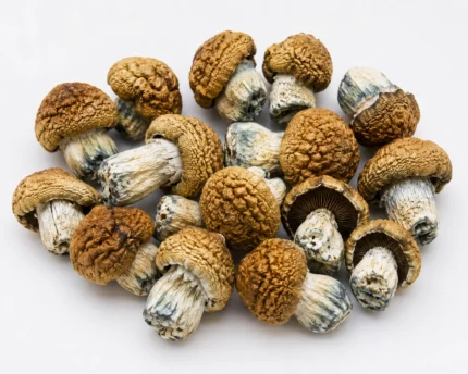 TRANSKEI - SHROOMS