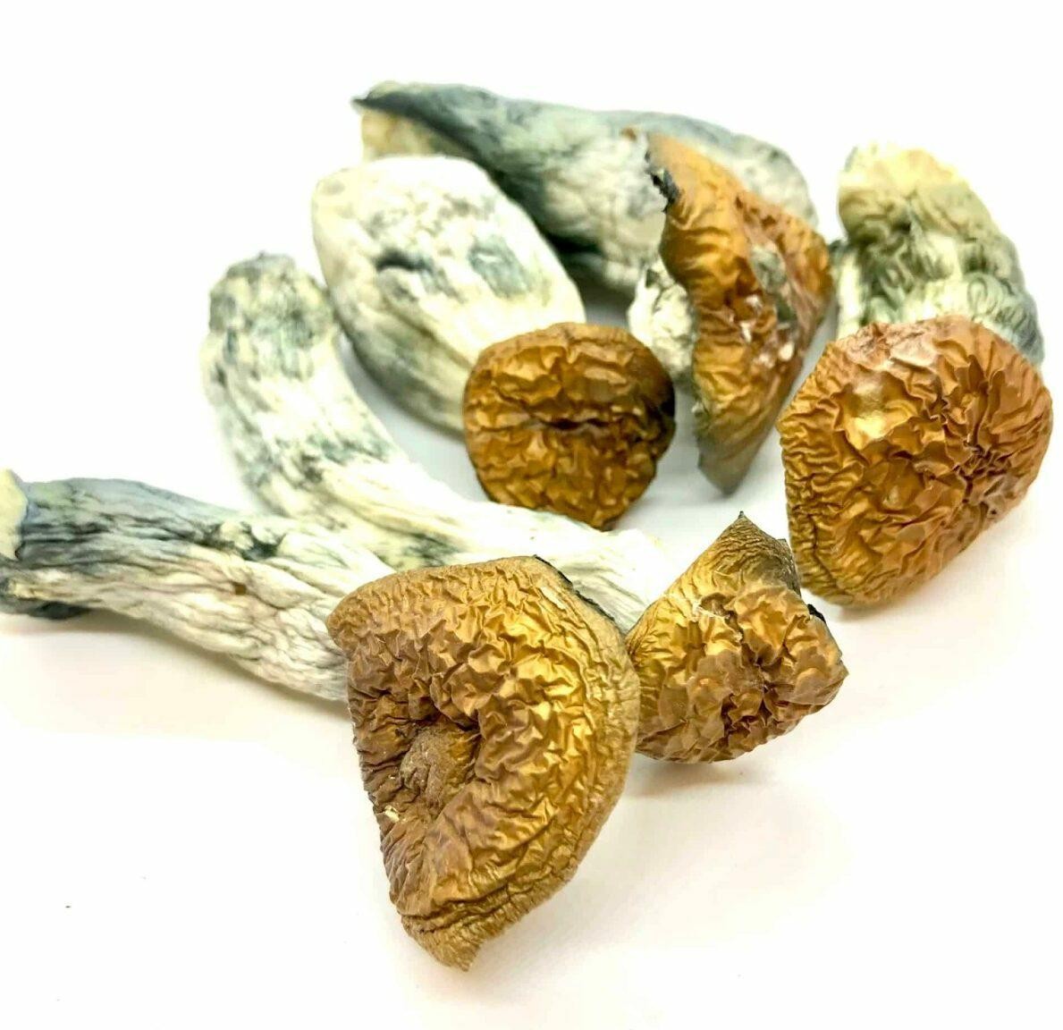 makilla gorilla shrooms