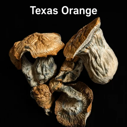 TEXAS ORANGE - SHROOMS