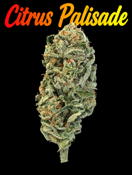 CITRUS PALISADE - PROFESSOR PUFF'S CRAFT CANNABIS