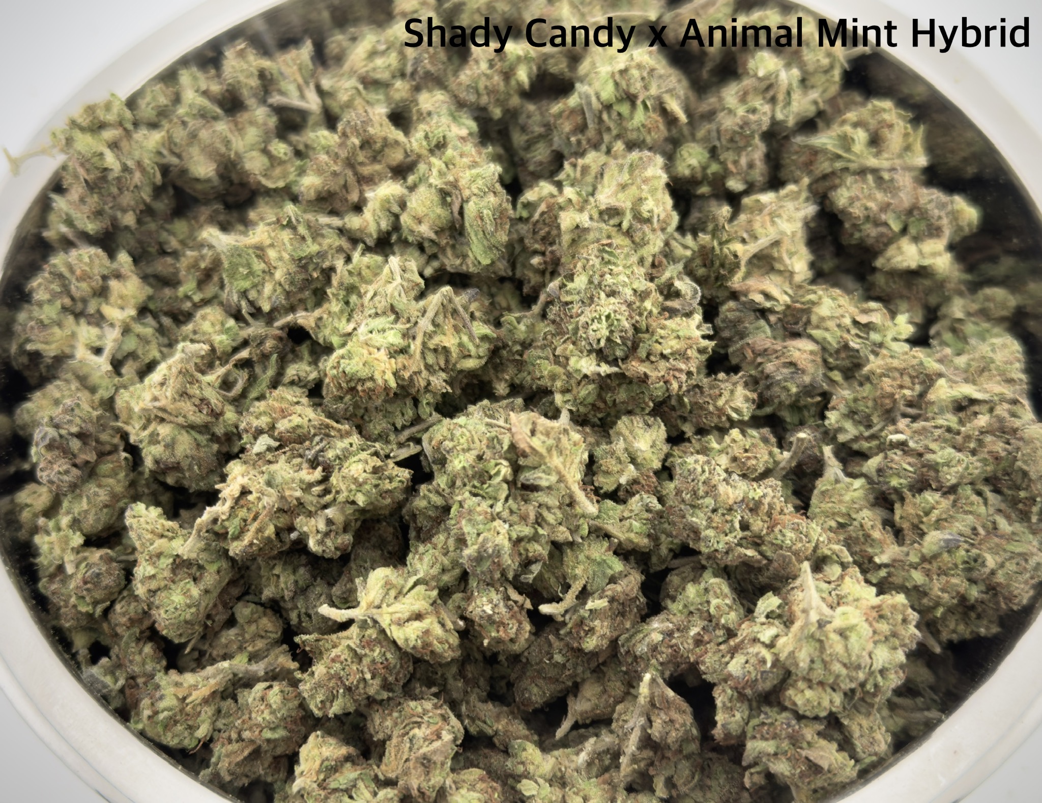 shady mint